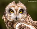 British Owls 19th June 2021