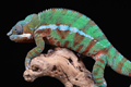 Panther Chameleon with
macro lens
5th October 2022