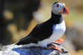 Puffins  Isle of May 15th June 2023