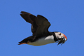 Puffins in Flight Isle of May 15th June 2023