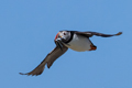 Puffins in Flight Isle of May 20th June 2022