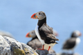Puffins   Isle of May 20th June 2022