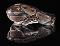 Royal Python Snake 20th April 2022