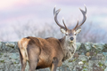 Red Deer Stag, Mull 13th December 2023