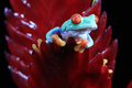 Red Eyed Frogs on a plant 5th October 2022