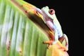Red Eyed Frog on a leaf 5th October 2022