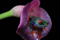 Red Eyed Tree Frog  23rd April 2023