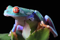 Red Eyed Frog 20th April 2022