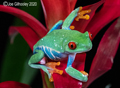 Red Eyed Frog 26th Feb  2020
