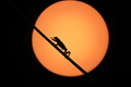 Red Eyed Frog and a sun set 5th October 2022