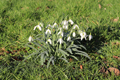Snowdrops 22nd  February 2023