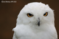 Snowy  Owl
24th September 2023