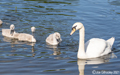Swans and cygnets 17th June 2021