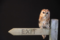 Tawny Owl 19th May 2022