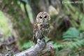 Tawny  Owl
24th September 2023