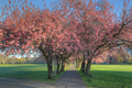 
Cherry Blossom Trees
The Meadows Edinburgh 
25th April 2023
