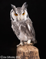 White Faced Scoops Owl 26th Feb  2020