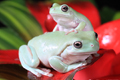 Whites  Tree Frogs  23rd April 2023