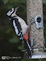 Great  Spotted Woodpecker 28th December 2017