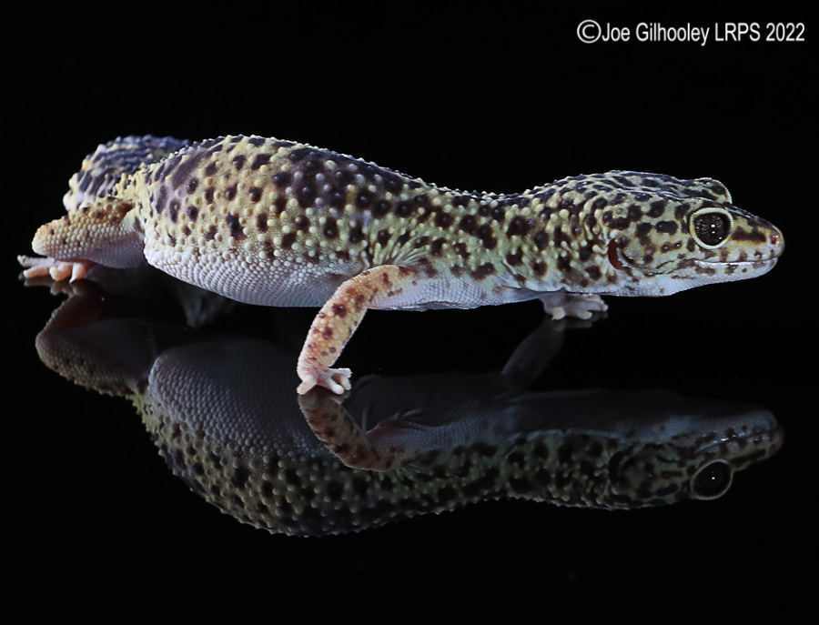 Leopard Gecko