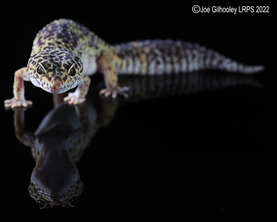 Leopard Gecko