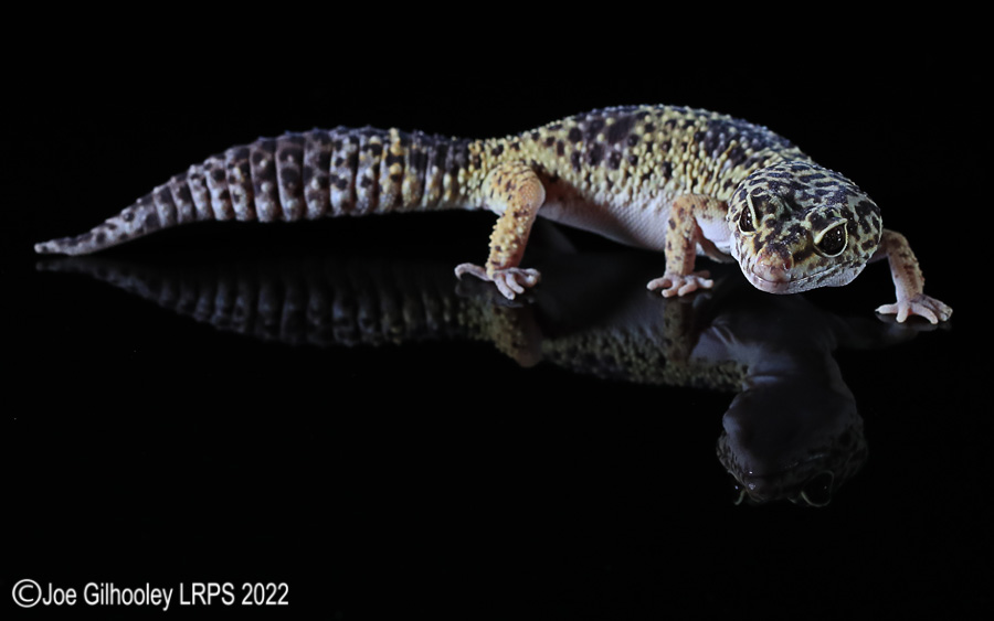 Leopard Gecko