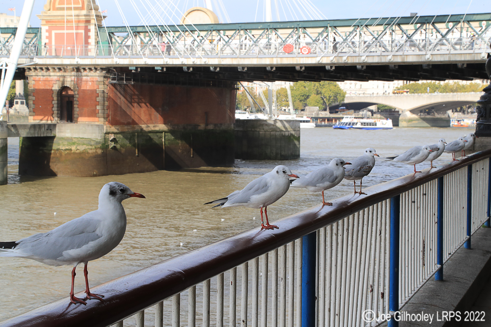 Eight Black Headed Gulls by banks of River Thames