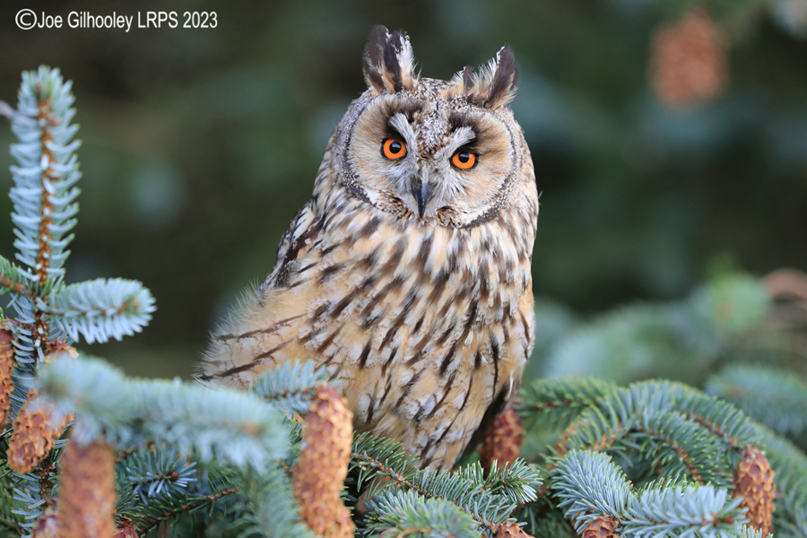 Long Eared Owl 