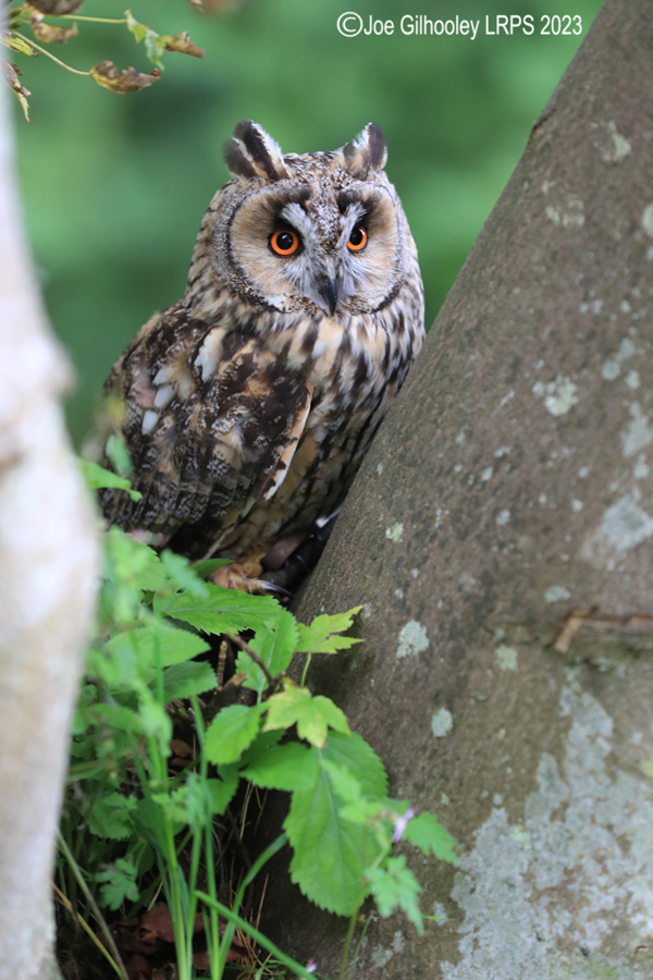Long Eared Owl 