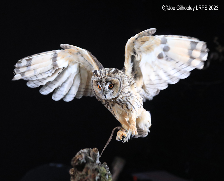 Long Eared Owl in Flight