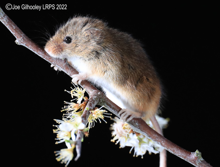 Harvest Mice
