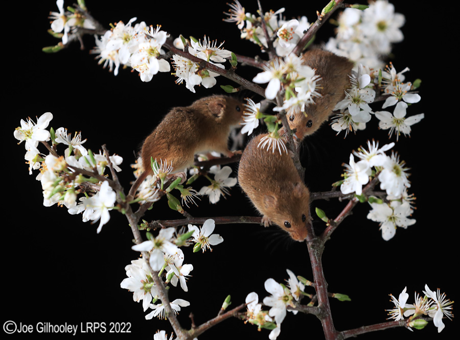 Harvest Mice
