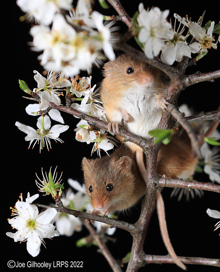 Harvest Mice