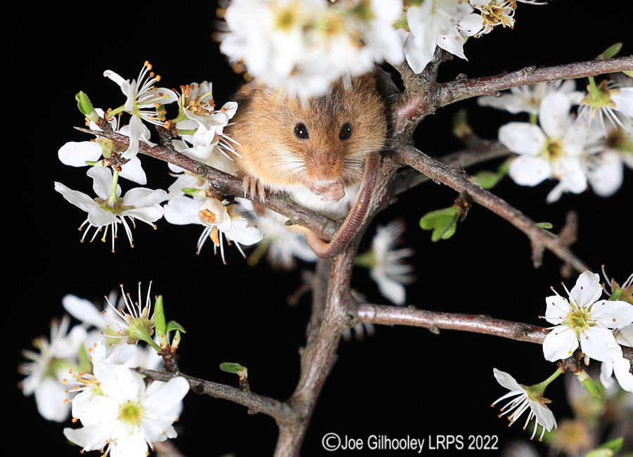 Harvest Mice