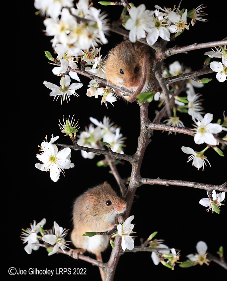 Harvest Mice