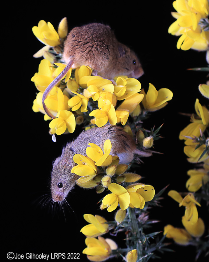 Harvest Mice