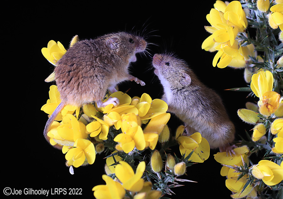 Harvest Mice