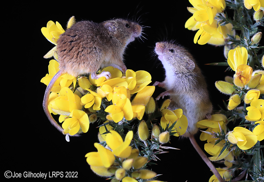 Harvest Mice