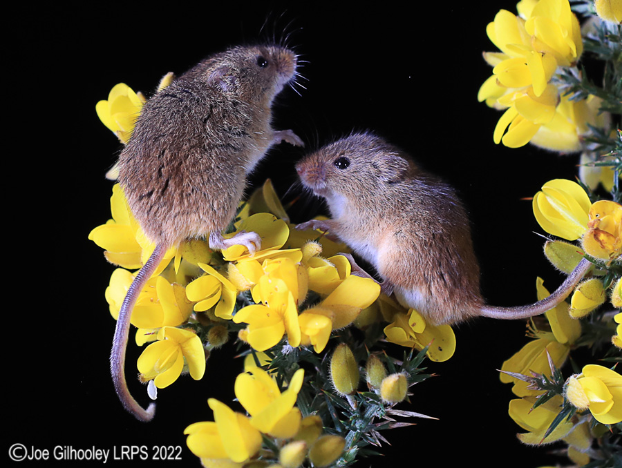 Harvest Mice