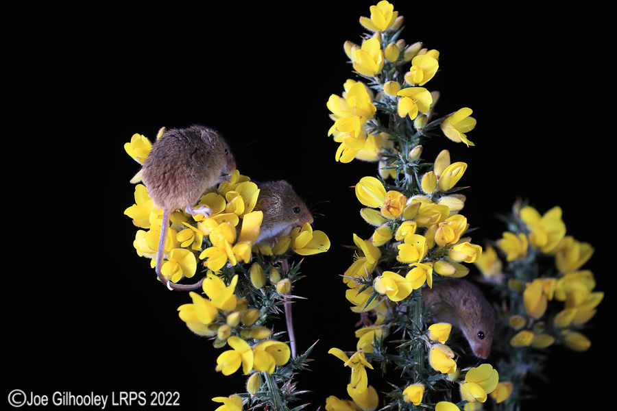 Harvest Mice