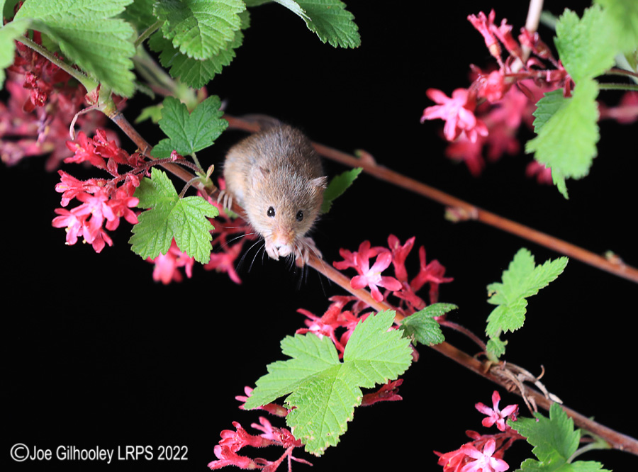 Harvest Mice