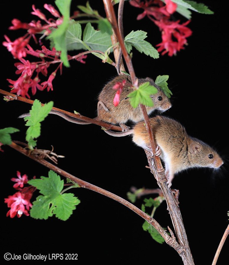 Harvest Mice