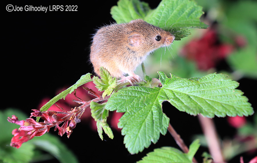 Harvest Mice