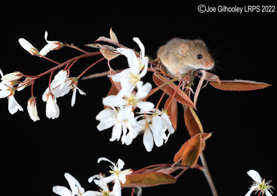 Harvest Mice