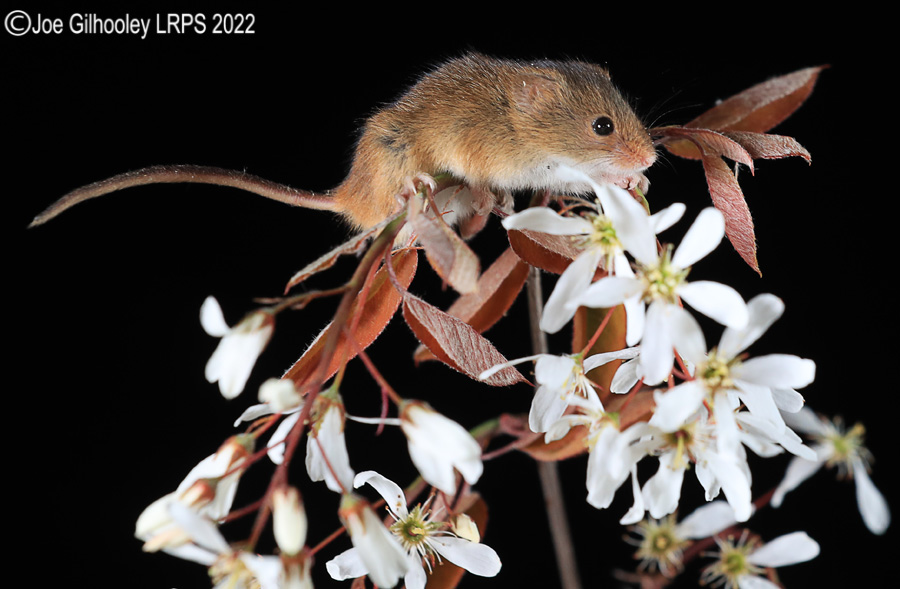 Harvest Mice