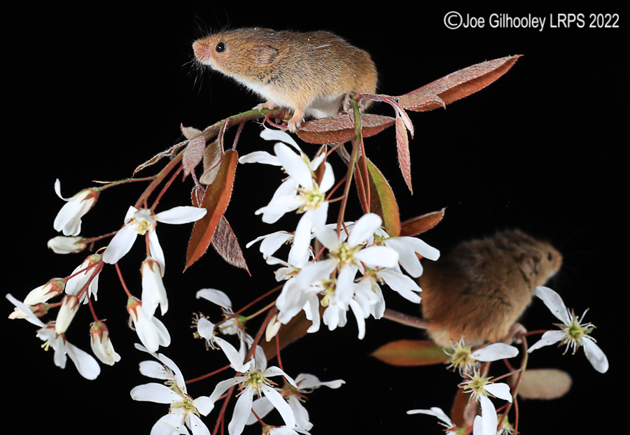 Harvest Mice