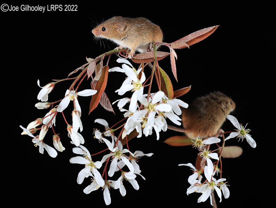 Harvest Mice