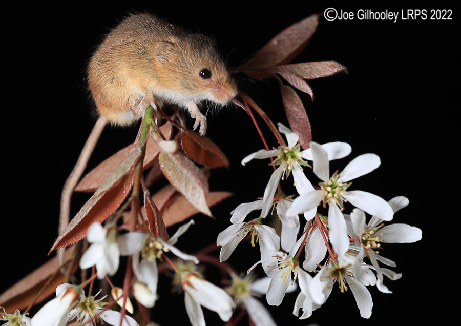 Harvest Mice
