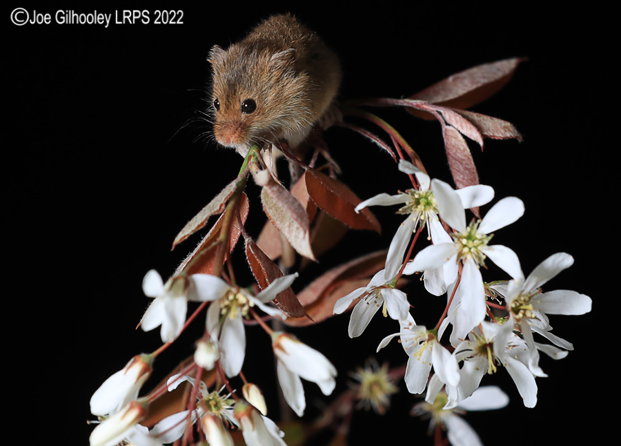 Harvest Mice