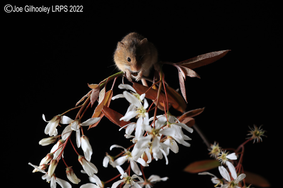 Harvest Mice
